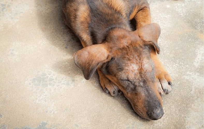 Left to Suffer in Chains: One Dog Decomposed, Another Barely Survived — Now the Public Demands Justice
